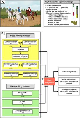 Understanding the Holobiont: Crosstalk Between Gut Microbiota and Mitochondria During Long Exercise in Horse